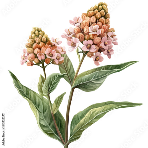 Milkweed Flower, watercolor illustration featuring soft shadows and luminous, isolated on a white background.