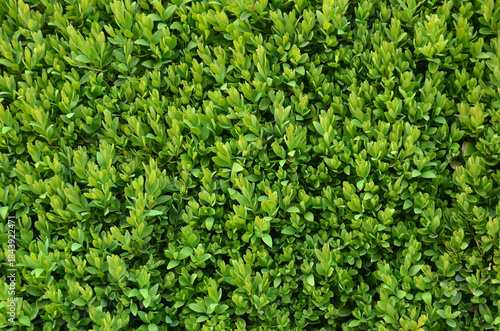 Foto Buxes sempervirens evergreen leaves background