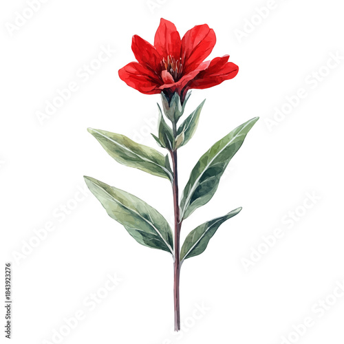 Lychnis Flower, watercolor illustration featuring soft shadows and luminous, isolated on a white background.