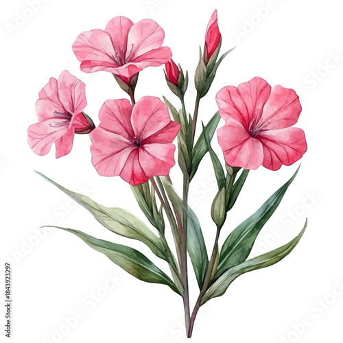 Lychnis Flower, watercolor illustration featuring soft shadows and luminous, isolated on a white background.