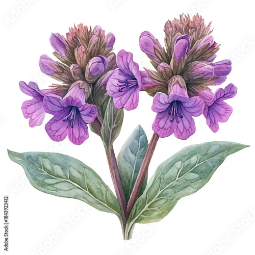 Lungwort Flower, watercolor illustration featuring soft shadows and luminous, isolated on a white background.