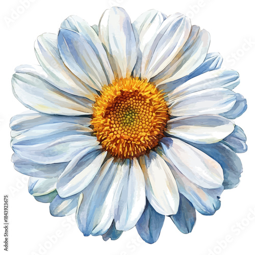 watercolor of Leucanthemum Flower draw graphic, isolated on a white background.
