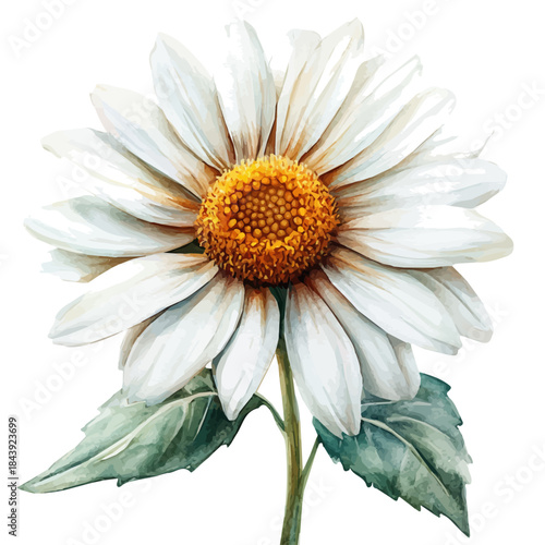 Leucanthemum Flower, watercolor illustration featuring soft shadows and luminous, isolated on a white background.