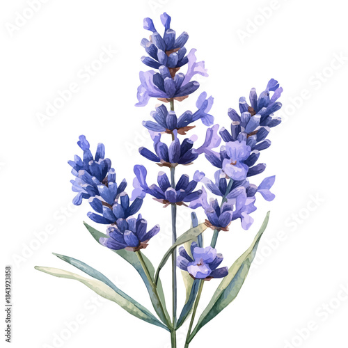 Lavender Flower, watercolor illustration featuring soft shadows and luminous, isolated on a white background.