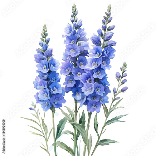 Larkspur Flower, watercolor illustration featuring soft shadows and luminous, isolated on a white background.