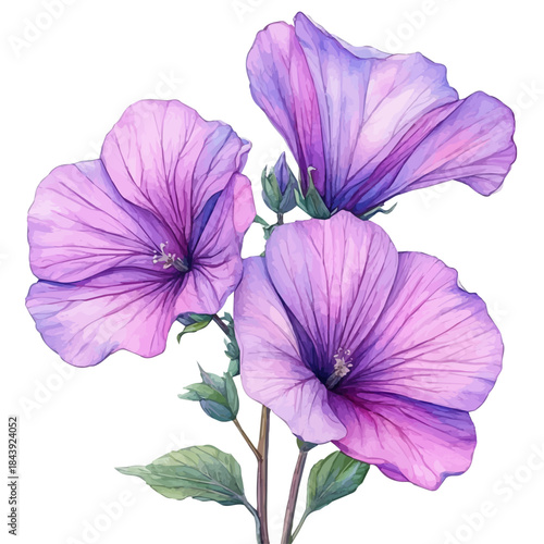 watercolor of Lavatera Flower painting, isolated on a white background.