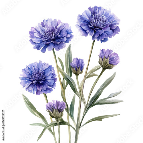 Knautia Flower, watercolor vector depicting playful antics, isolated on a white background.