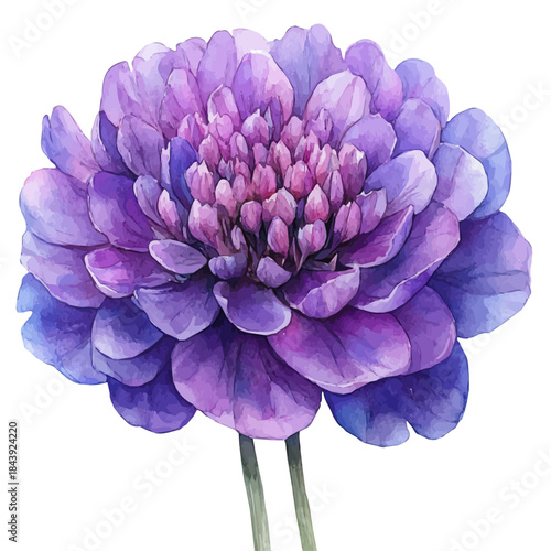 watercolor of Knautia Flower draw graphic, isolated on a white background.