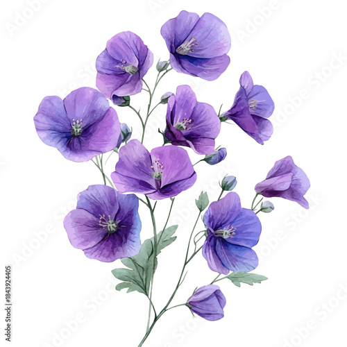 Jacobas Ladder Flower, watercolor vector depicting playful antics, isolated on a white background.