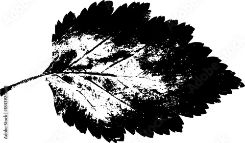 Abstract rugged leaf stencil design for urban art and nature themes