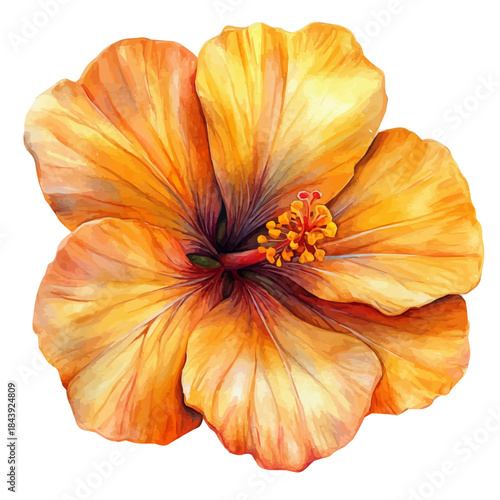 Indian Shot Flower, watercolor illustration featuring soft shadows and luminous, isolated on a white background.