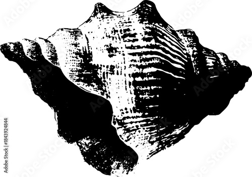 Black and white stencil illustration of a seed shell fragment - design for artistic projects