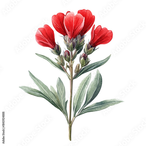 Indian Paintbrush Flower, watercolor illustration featuring soft shadows and luminous, isolated on a white background.