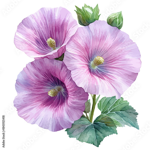 Hollyhock Flower, watercolor illustration featuring soft shadows and luminous, isolated on a white background.
