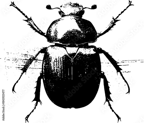 Black and white stencil illustration of a textured beetle for design and art projects