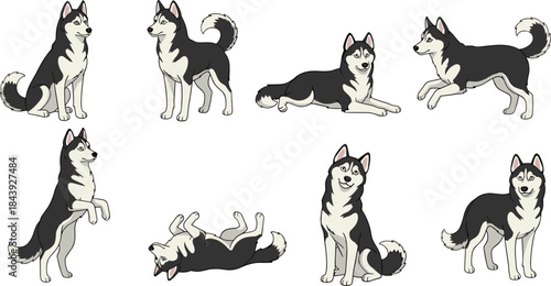 Set of Siberian Husky Dogs in Different Poses Sitting, Standing, Running, Lying, and Playing, Pet Animal Breed Illustration, Flat Vector CAD Drawing