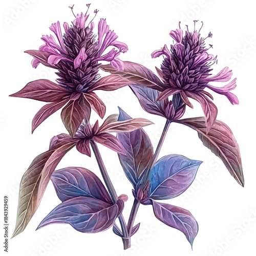 Monarda Flower, charming watercolor vector with soft tones and graceful design, isolated on a white background.