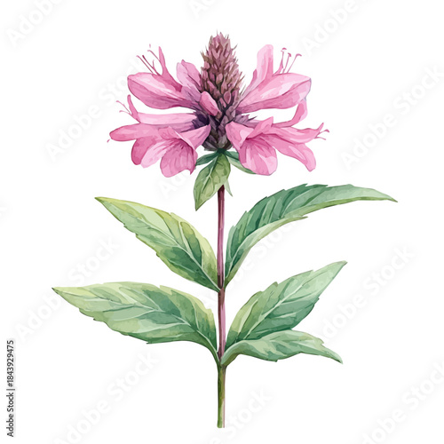 Monarda Flower, charming watercolor vector with soft tones and graceful design, isolated on a white background.