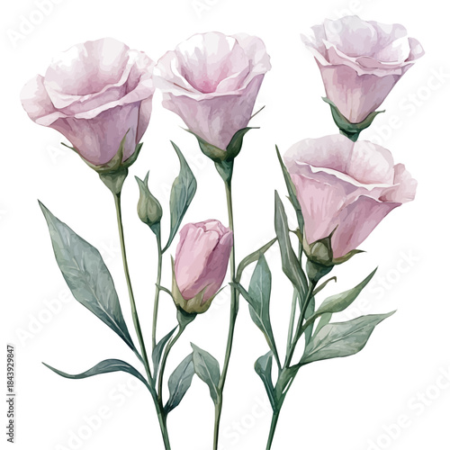 Lisianthus Flower, beautiful watercolor illustration with vivid colors and detailed vector style, isolated on a white background.