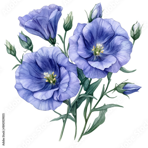 Lisianthus Flower, high quality watercolor illustration with transparent textures, isolated on a white background.