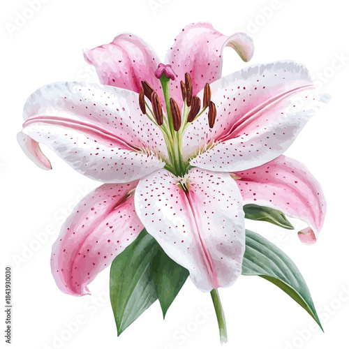 watercolor of Lily Flower graphic, isolated on a white background.