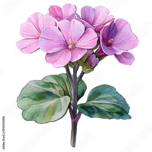 Kalanchoe Flower, beautiful watercolor illustration with vivid colors and detailed vector style, isolated on a white background.