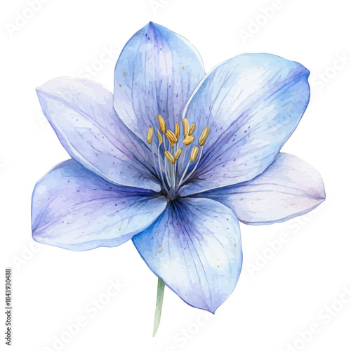Justicia Flower, charming watercolor vector with soft tones and graceful design, isolated on a white background.