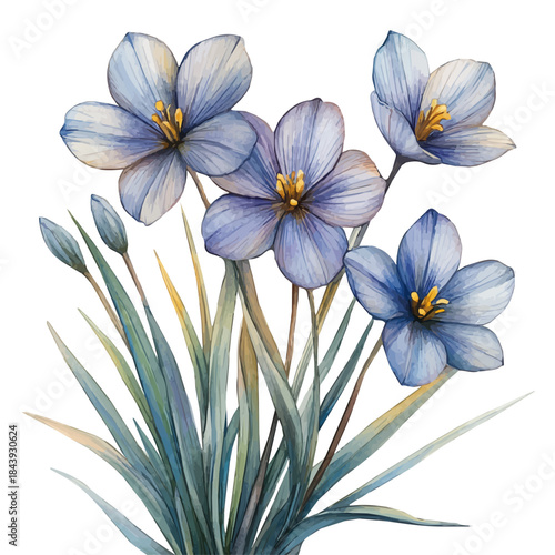 Ipheion Flower, charming watercolor vector with soft tones and graceful design, isolated on a white background.