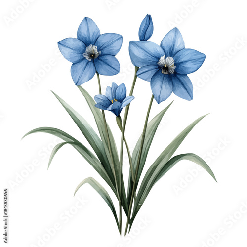 Ipheion Flower, beautiful watercolor illustration with vivid colors and detailed vector style, isolated on a white background.