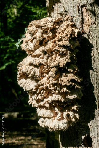 Baumpilz Gewächs, Auswucherung an einem Baumstamm