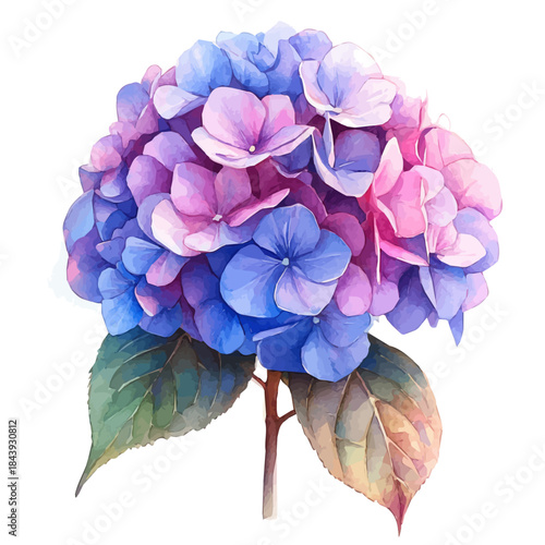 Hydrangea Flower, beautiful watercolor illustration with vivid colors and detailed vector style, isolated on a white background.