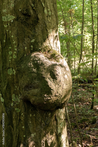 Baumkrebs Gewächs, Auswucherung an einem Baumstamm