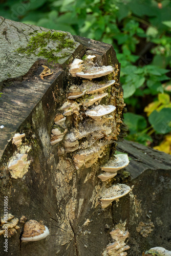 Baumpilz Gewächs, Auswucherung an einem Baumstamm