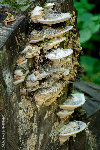 Baumpilz Gewächs, Auswucherung an einem Baumstamm