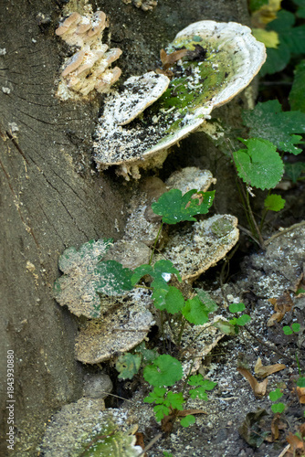 Baumpilz Gewächs, Auswucherung an einem Baumstamm