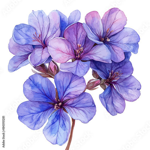 Hesperis Flower, charming watercolor vector with soft tones and graceful design, isolated on a white background.
