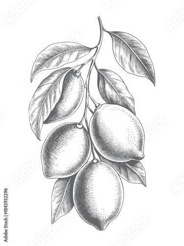 Vintage lemon branch with ripe fruits and leaves in botanical engraving style. Hand drawn lemon fruit composition.