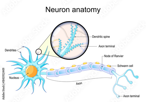 Dendritic spine. Neuron anatomy. Learning and memory. Neuronal plasticity. Neural communication. Transmission of the nerve signal between two neurons with axon and synapse. Vector illustration