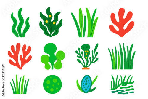 Marine Plant Icons. Flat vector icons of marine plants: seaweed, kelp, seagrass, red algae, green algae, mangrove root, salt marsh