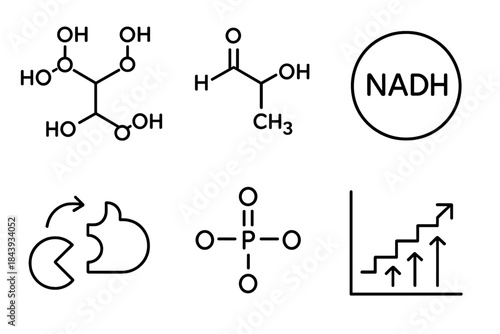 Glycolysis Line Art Icons. Line style icons of Glycolysis: glucose molecule, pyruvate product, NADH symbol, enzyme catalysis,