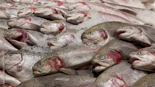 Fresh trout on crushed ice on a store counter, moving to the side
