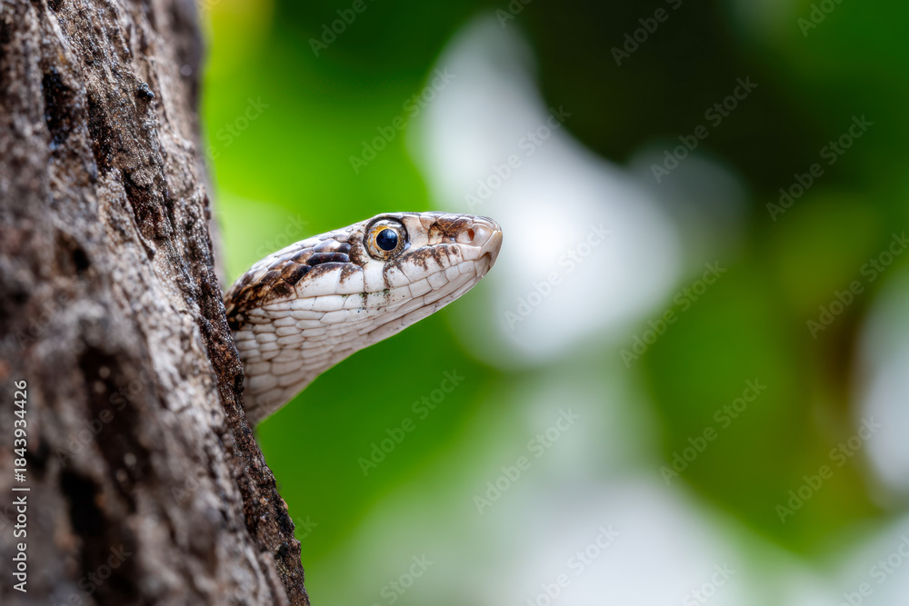 Naklejka premium A snake peeking from behind a tree trunk with a blurred green forest background in a natural outdoor setting during daylight
