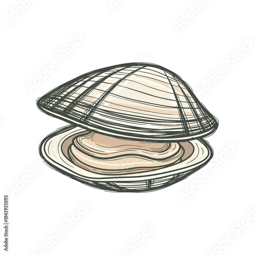 Clam shell illustration with open lid revealing soft flesh insid, isolated on white backgrounde  