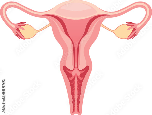 Vector illustration of the anatomy of the human female reproductive system, including the uterus, fallopian tubes, and ovaries, on a transparent background. Gynecology, medical study, human anatomy