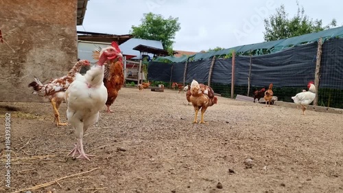Chickens feeding on a free-range bio poultry farm, hens on a traditional rural barnyard in countryside, agricultural industry, 4K