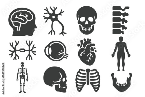Human Anatomy Icons. Solid style icons of Human anatomy study: brain cross-section, neuron sketch, cranial bones, spinal cord,