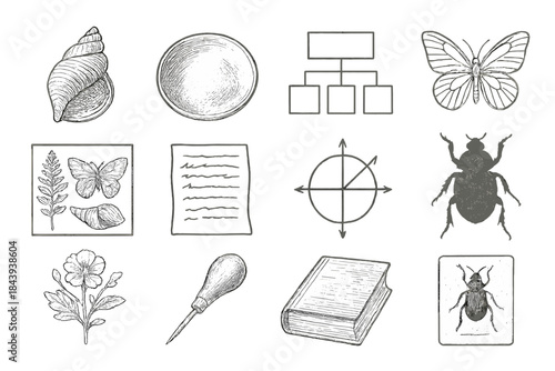 Scientific Icon Set. Line style icons of scientific illustration: engraved shell, shaded plate, taxonomy chart, outline drawing;
