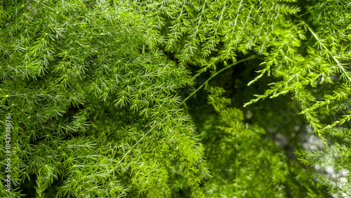 Asparagus setaceus, with the common names of common asparagus fern, lace fern, climbing asparagus, or ferny asparagus, is a plant in the family Asparagaceae native to southern Africa. Despite its comm