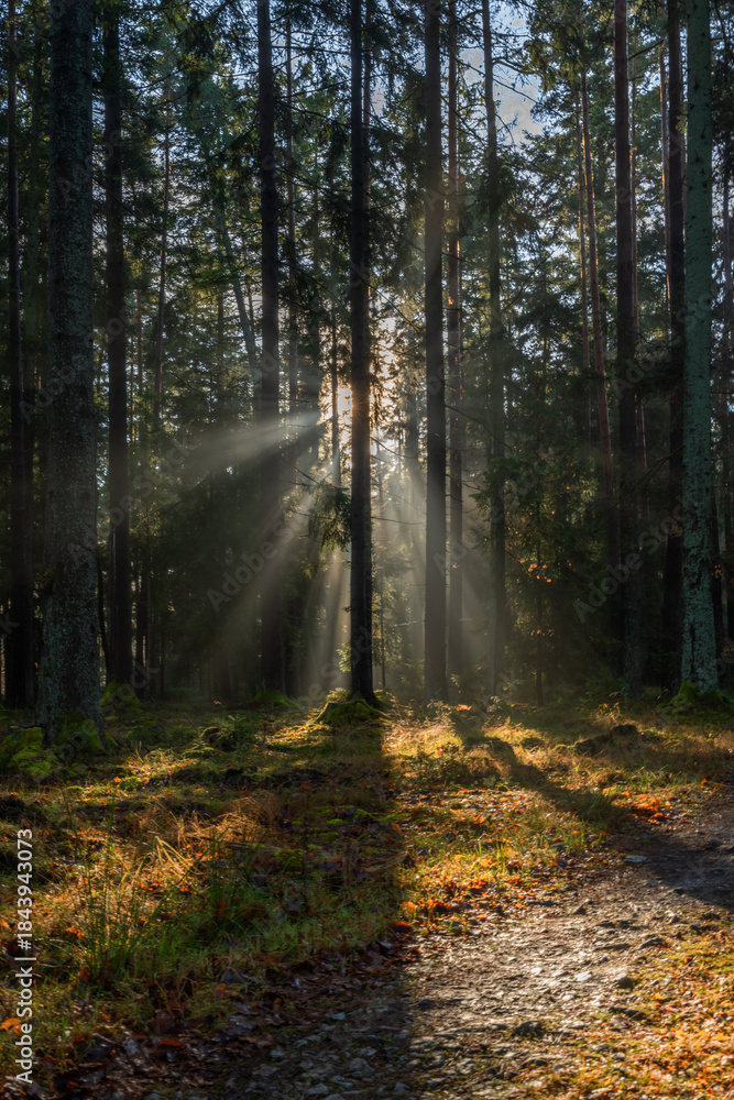Fototapeta premium Sun shine light in leaf and needle forest in south Bohemia in winter