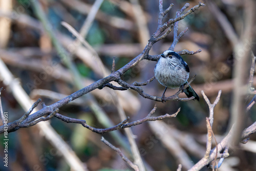 Canvas Print Long-tailed Tit (Aegithalos caudatus) - Common in woodland parks and gardens acr
